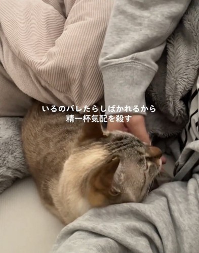 撫でられる猫