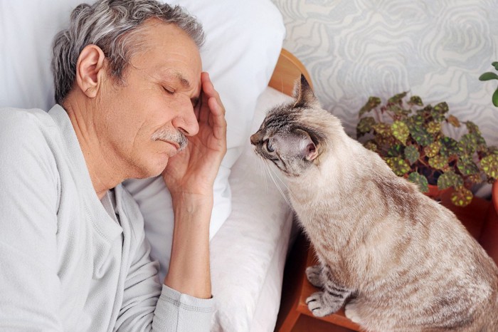 寝ている男性を見ている猫