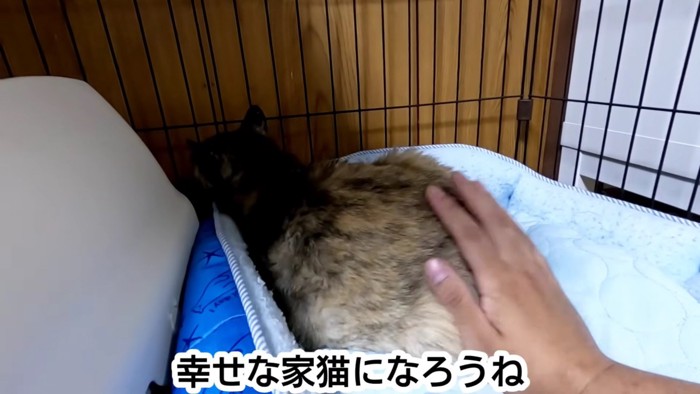 テロップ「幸せな家猫に～」