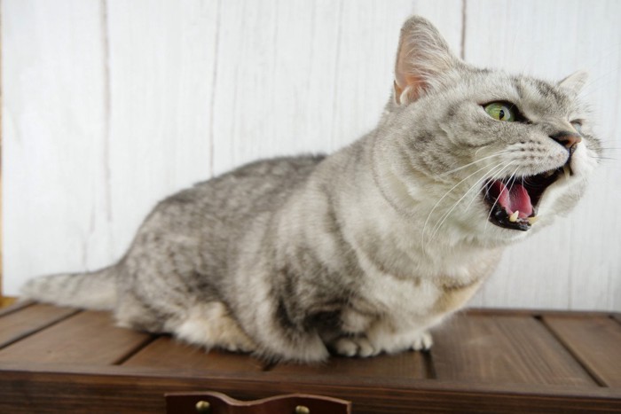 鳴く猫