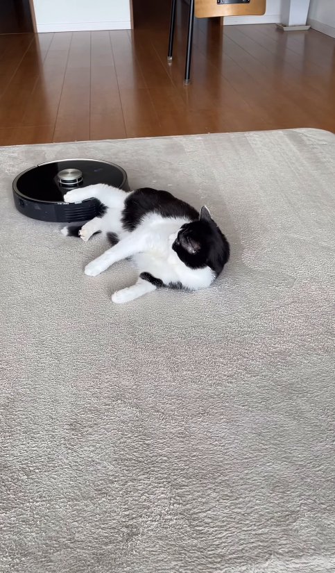 お尻付近にあるロボット掃除機を見つめる猫