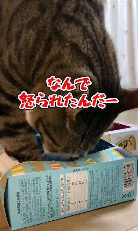 箱を殴る猫