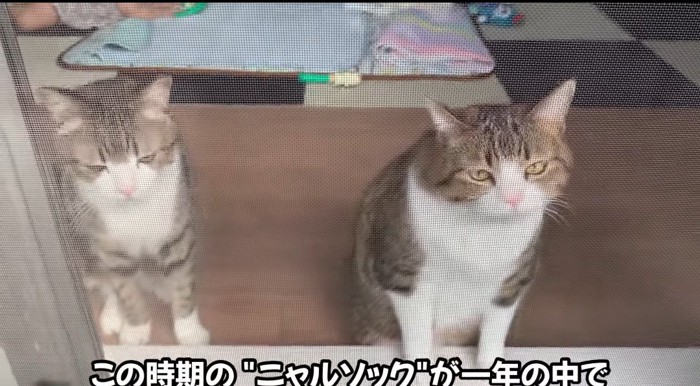 外を眺める猫