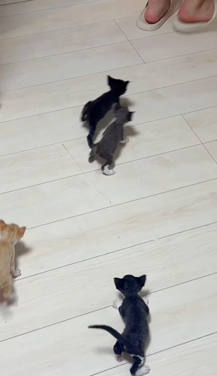 部屋から出ようとする人の方へ向かう赤ちゃん猫たち