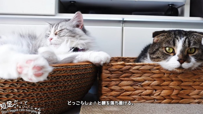 目を閉じる猫と箱に入る猫