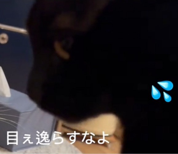 目をそらす猫