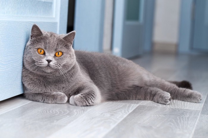 扉の前で待ちくたびれる猫