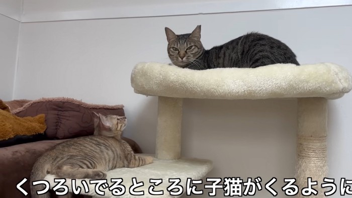 キャットタワーの上でくつろぐ二匹の猫