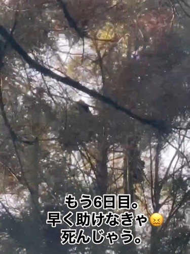 動く猫の影