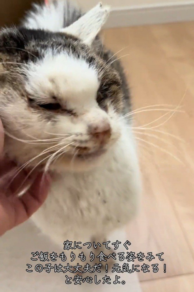 顔をなでられ目を細める猫