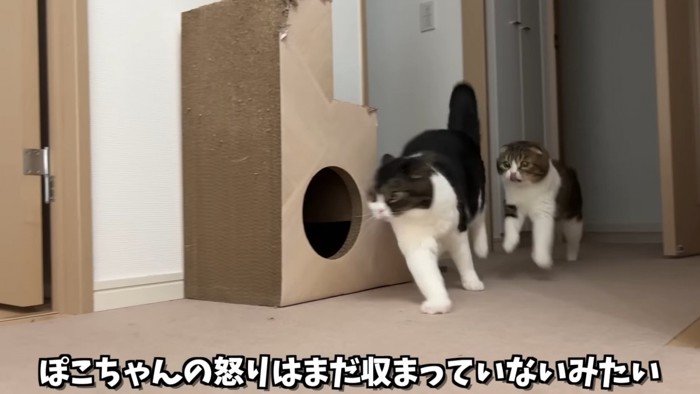 走る2匹の猫