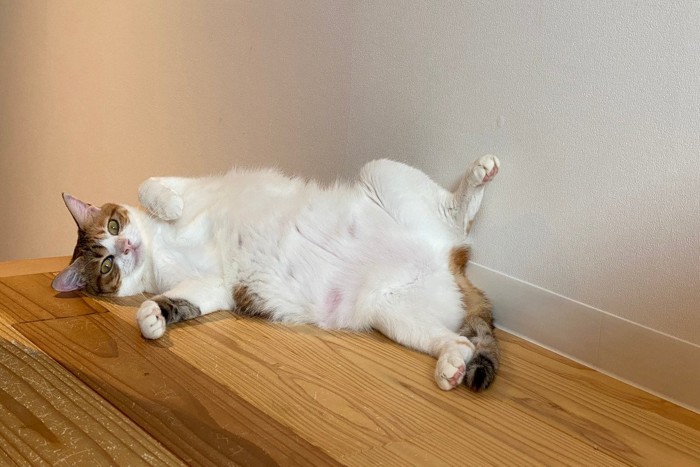 部屋の隅で仰向けになる猫