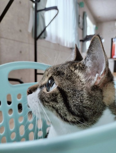 猫の横顔