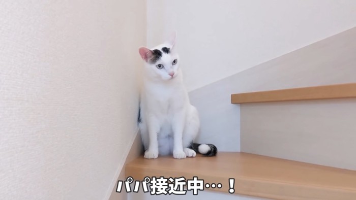 緊張した顔の猫