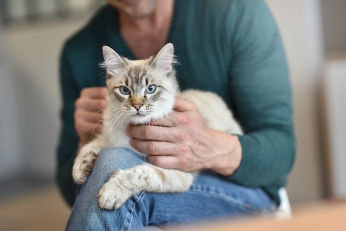 撫でられる猫を膝に乗せる人間