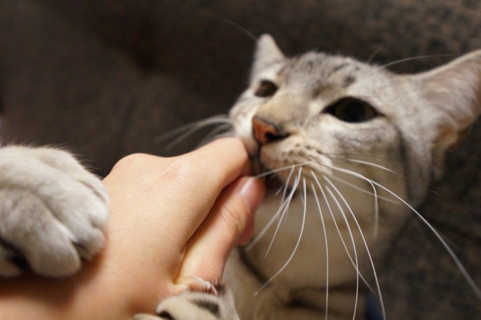 美味しそうに舐める猫