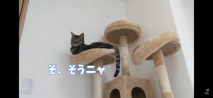 キャットタワーの上にいる猫