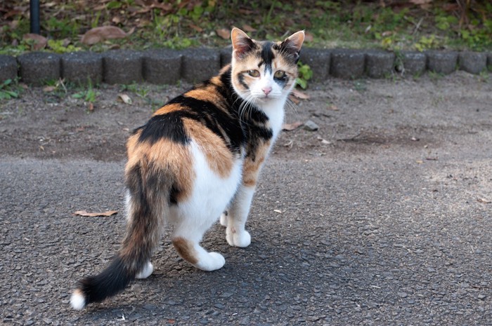 立ち止まって振り返る三毛猫