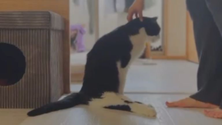 室内にいる猫