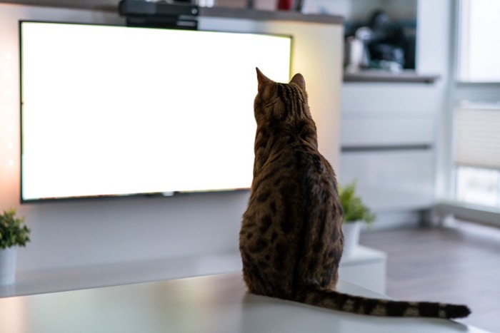 TVの前の猫