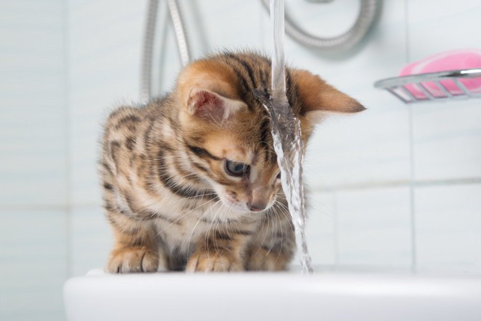 お湯を浴びる猫