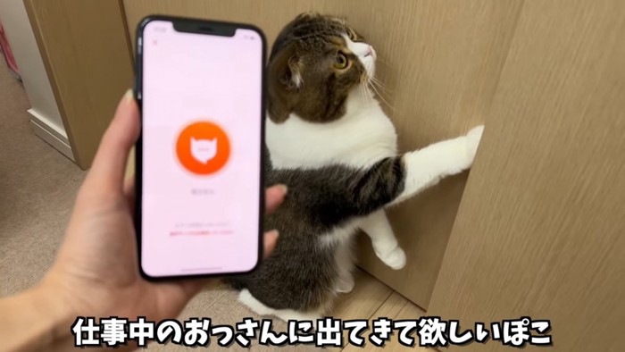 戸に前足をついて立つ猫