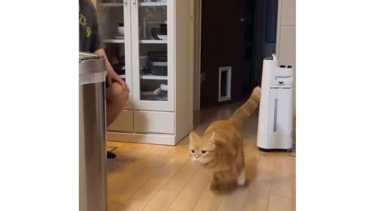 走る猫
