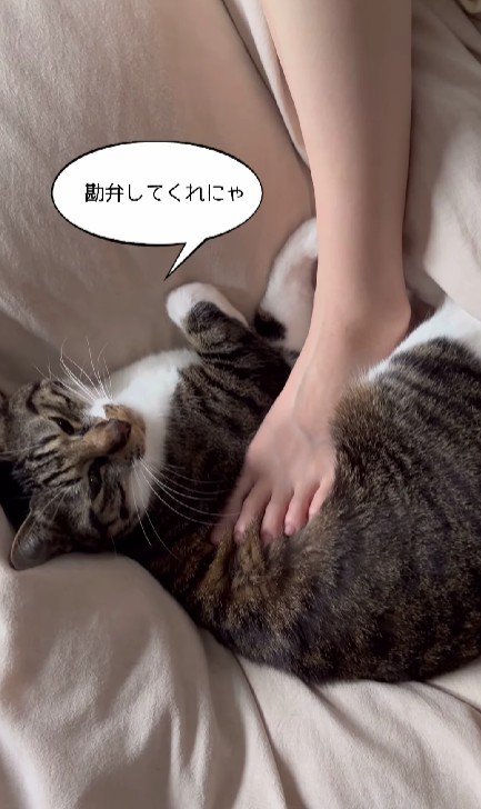 飼い主に踏まれている猫