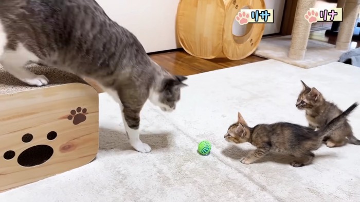 子猫に近づく成猫