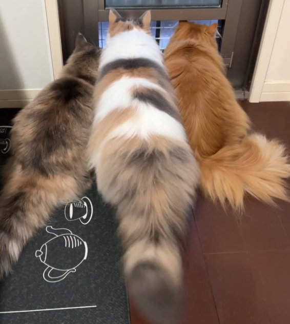 3匹の長毛猫(全身)が並んで外を見ている(中央の猫、尻尾が垂直)