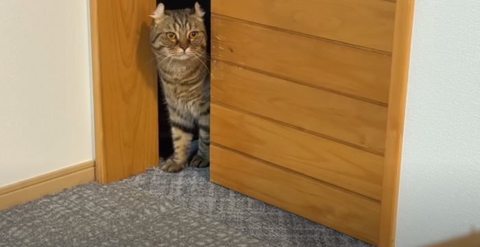 ドアの隙間から猫