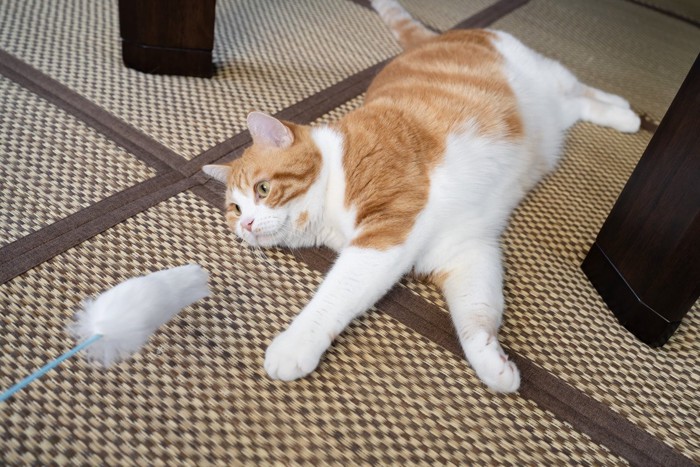 寝転びながら遊ぶ猫