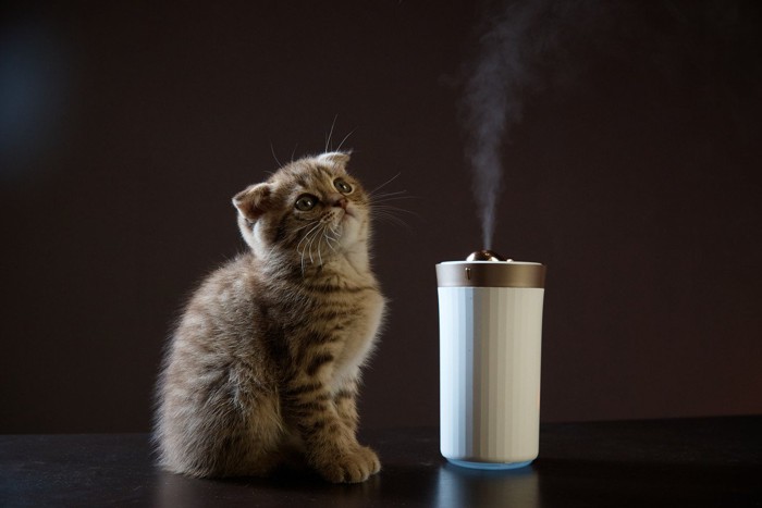 小さな加湿器と子猫