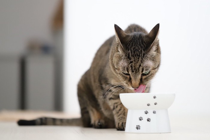 食器から飲む猫