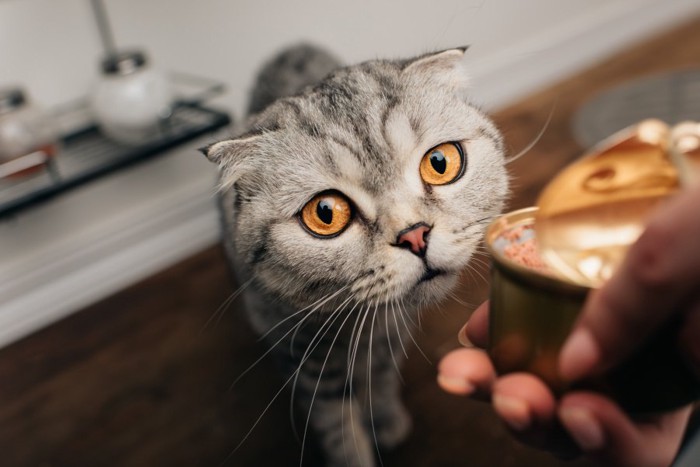 缶詰の匂いに釣られる猫