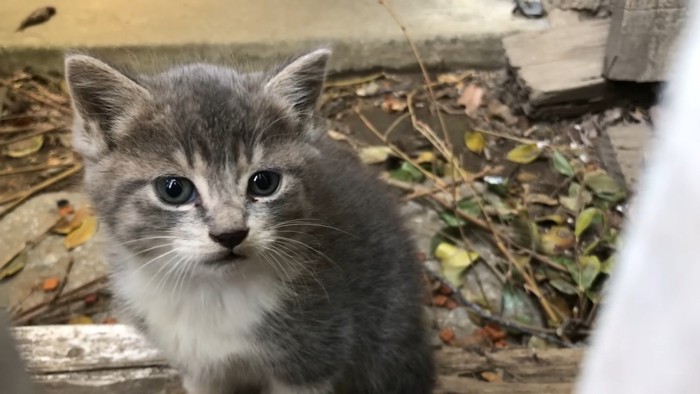 子猫
