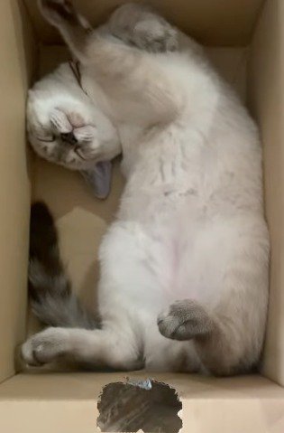 箱の中で仰向けになっている猫