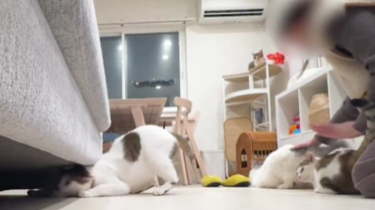 室内にいる猫たち