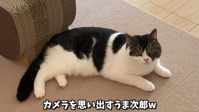 寝そべる猫