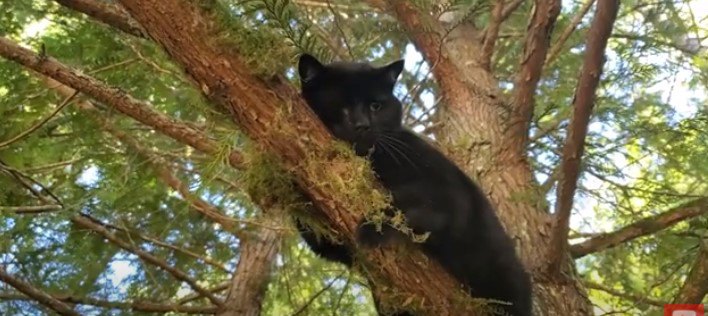 コヨーテに追われた猫