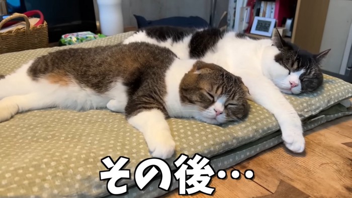 寝ている2匹の猫