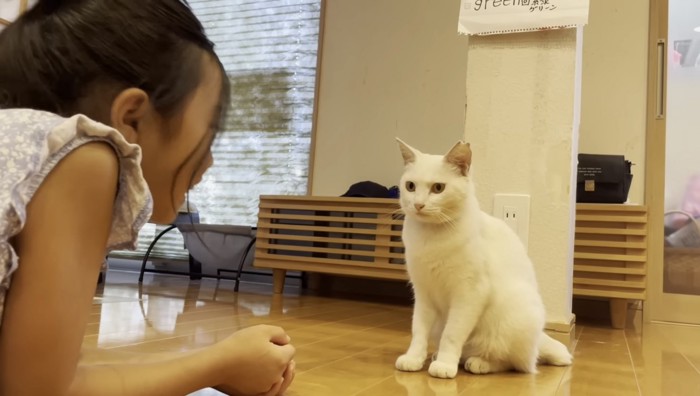 飼い主の娘と向き合う白猫