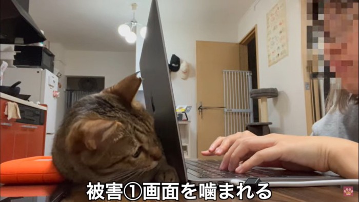 パソコン画面を噛む猫