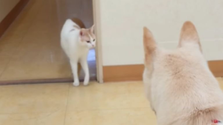 犬と目が合う猫: