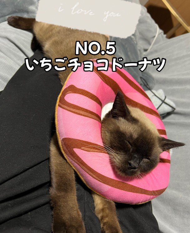 カラーをつけているおこげちゃん