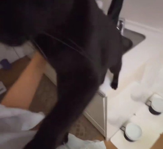 人に手を伸ばす猫