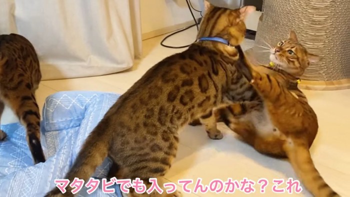 喧嘩する2匹の猫