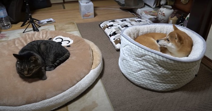 ペット用ベッドの上で丸くなり顔だけあげる猫と柴犬