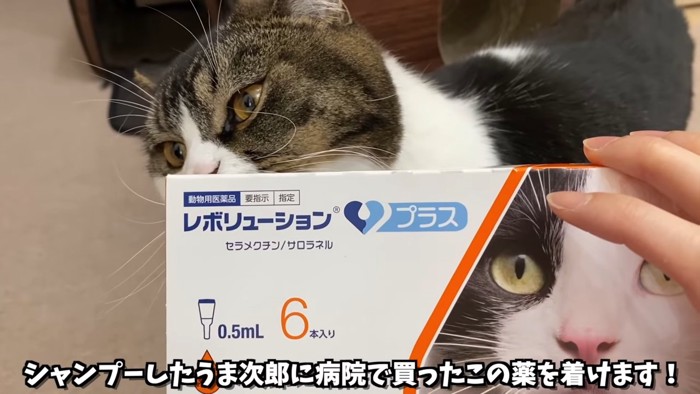 薬の箱と猫