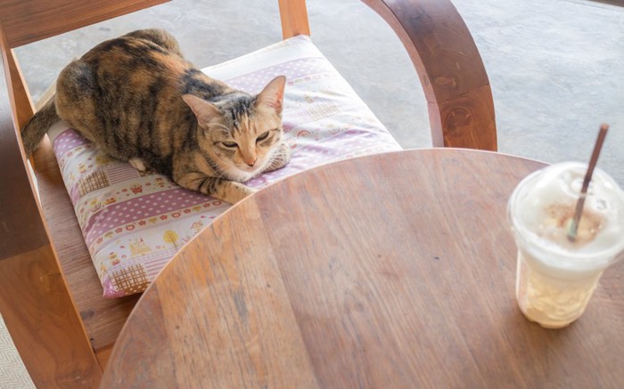 椅子の上のクッションでまどろむ猫